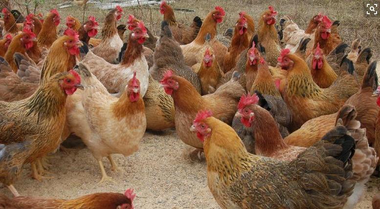 鸡拉白屎是什么原因用什么药,鸡眼睛流泪拉白屎喂什么药