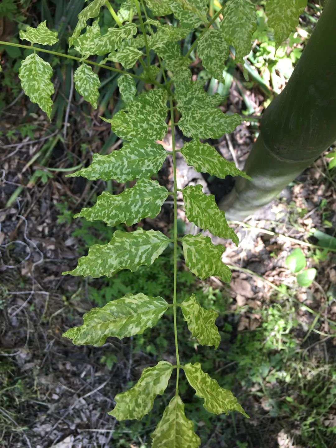 紫藤中最有名的品种叫什么名字,非常好种不需要太阳的紫藤品种