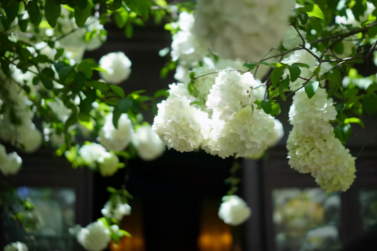 琼花开在什么地方,琼花盛开的地方