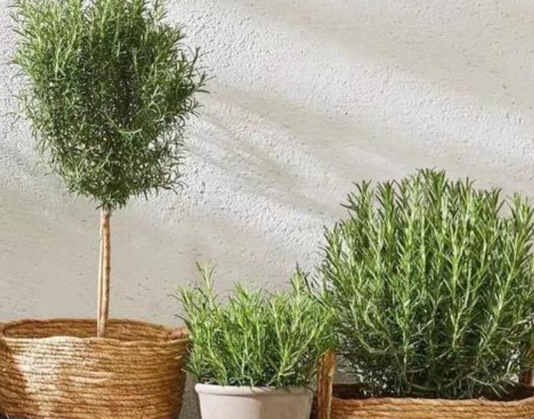 室外下水道反臭味解决办法,屋内下水道返水味怎样消除