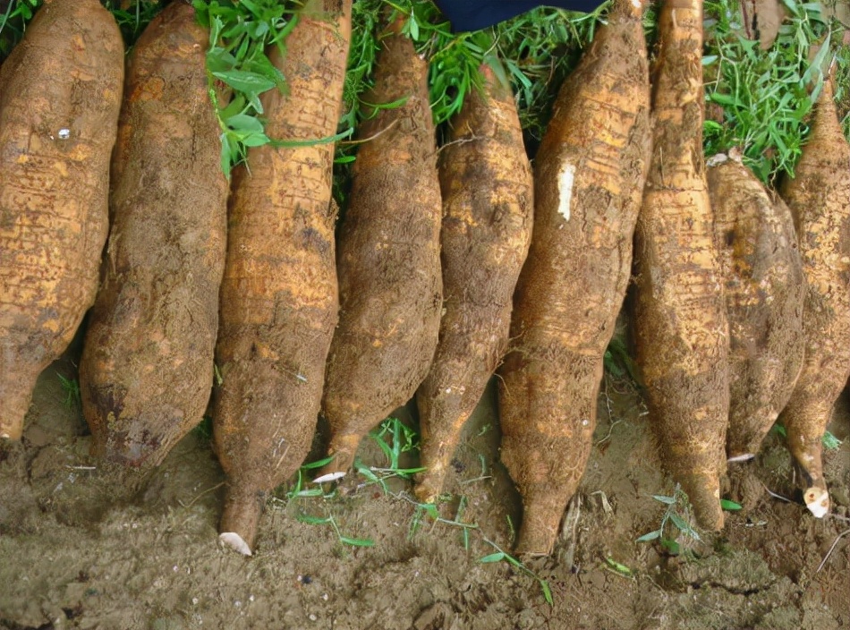 粉葛:根茎达上百斤,曾是度荒年的食物,到了美国却成了“恶魔”