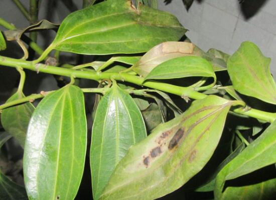 平安树的常见病害,平安树的各种病害图片