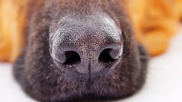 狗狗鼻子突然有一块变白了,狗狗鼻子发干不吃东西怎么办