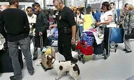 动物世界里最懒的动物是哪个,世上最懒的动物是猪