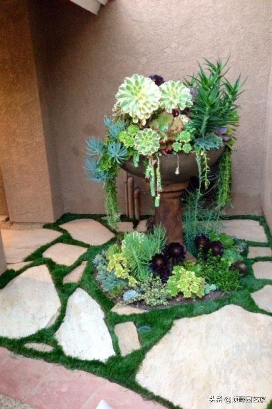 多肉植物盆栽的种植方法,多肉植物花园打造