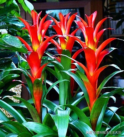 鸿运当头植物栽培,鸿运当头植物果实是什么