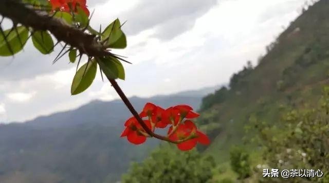 一寸光阴普洱茶,普洱茶一粒一粒的