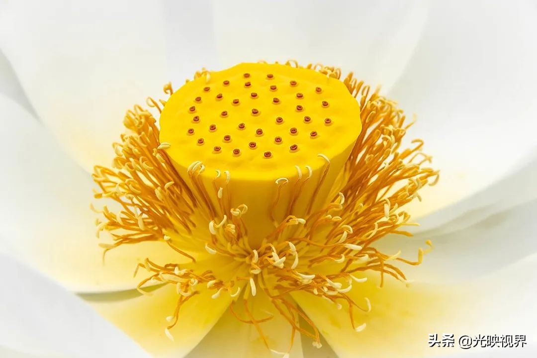 国际花园摄影大赛图片,那些美丽的花园