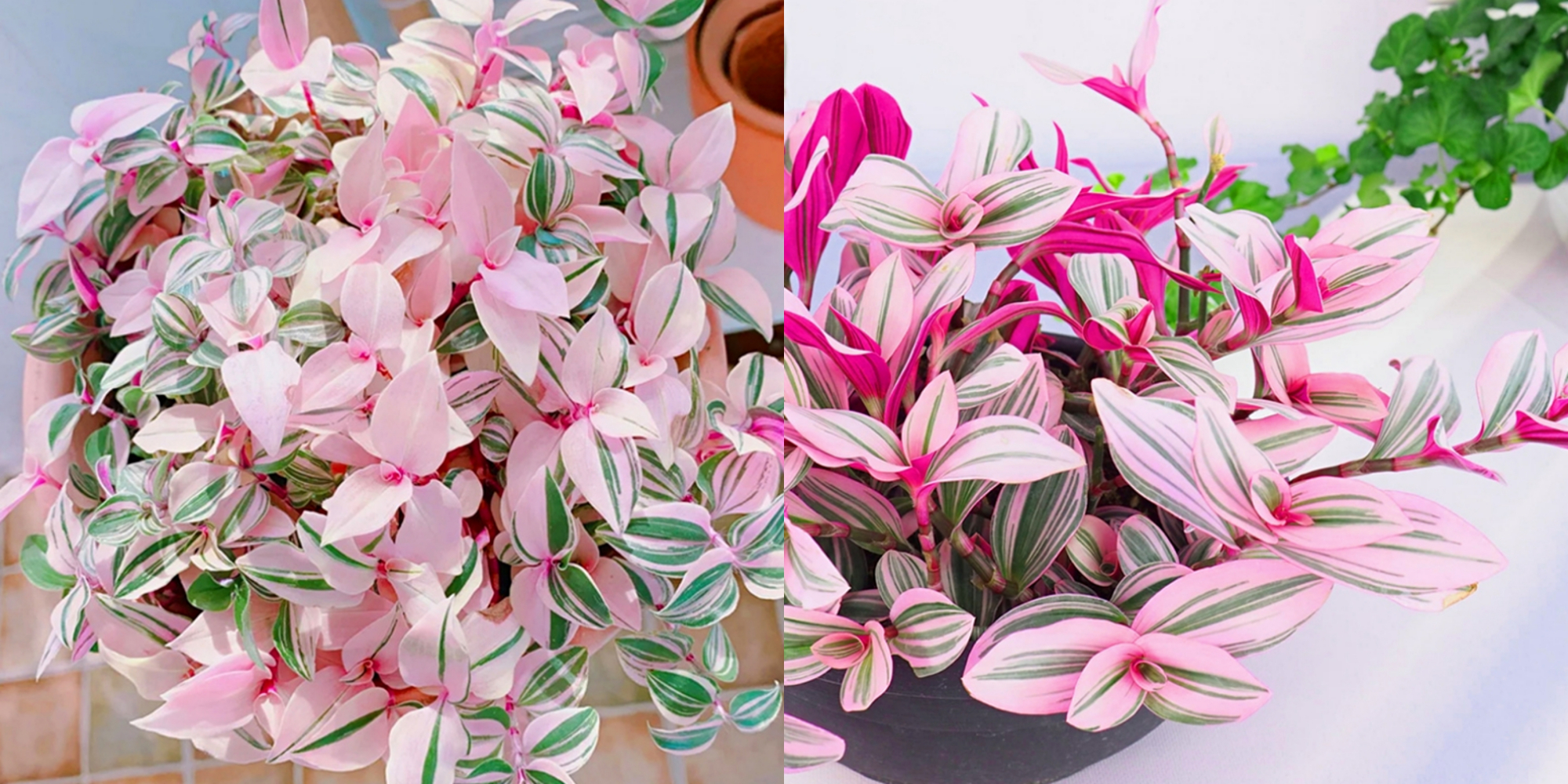 100种绿植大全,50种盆栽绿植花卉大全