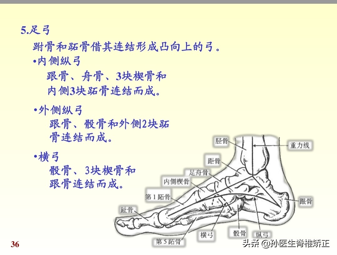 人体解剖学课件ppt,人体解剖学关节学