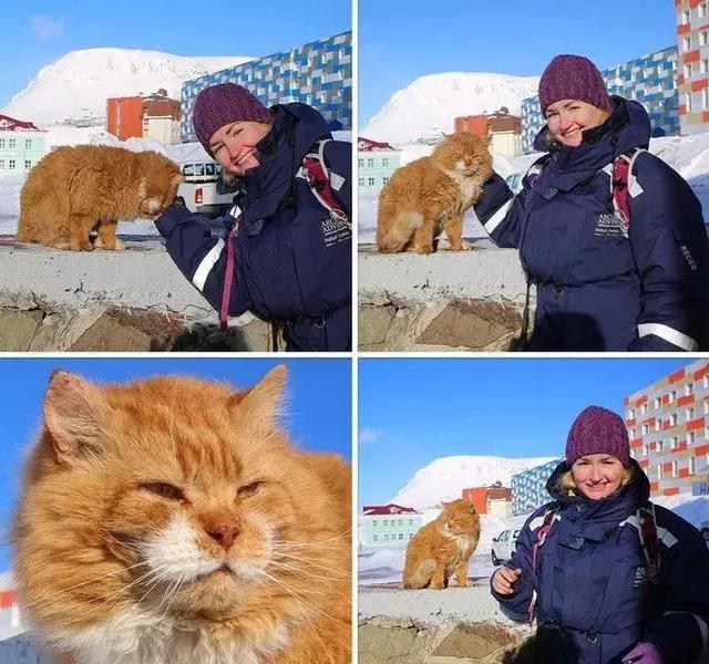 北极一岛内禁止养猫，岛民给“偷渡”的猫改名，以后叫它北极狐了