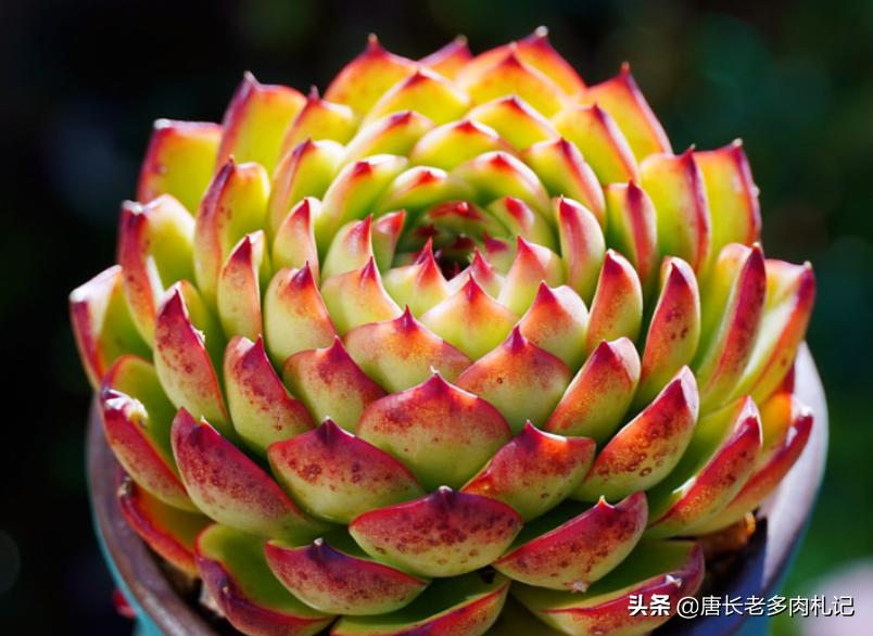 耐高温好养的多肉品种,耐零下5度的多肉有哪些