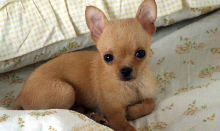 怎么喂食才能保证狗狗健康,狗狗怎么合理喂食和注意事项