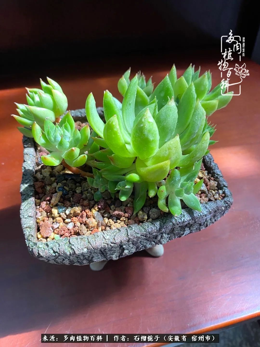 治愈系多肉：何以解忧，唯有多肉