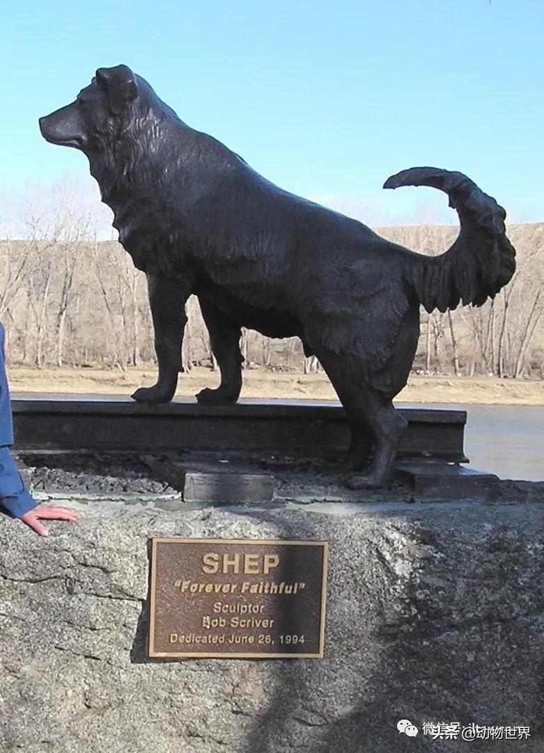 世界各国的著名动物,美国最著名的动物