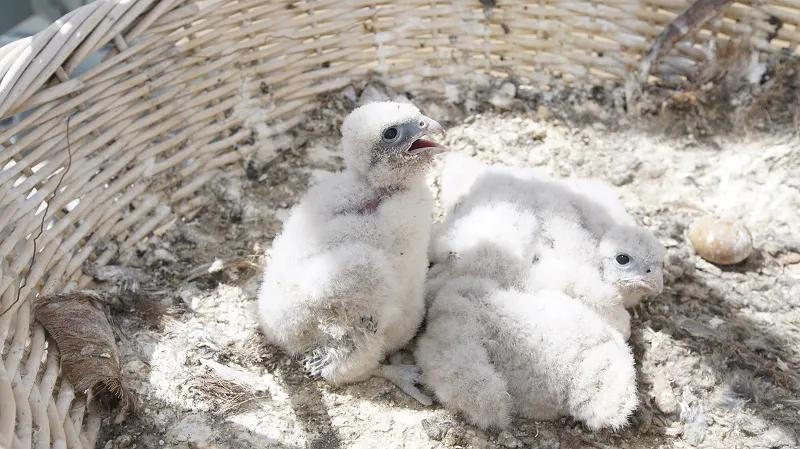 可可西里救援视频,可可西里生死救援