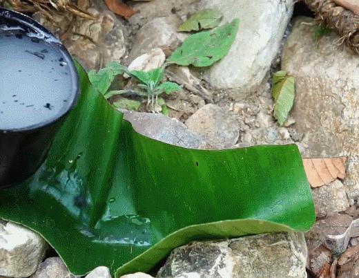 在野外没有盐怎么办,在野外怎么能够弄到盐