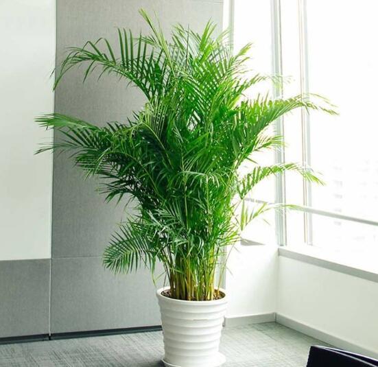 适合客厅摆放且容易养的绿植,适合家里客厅放的绿植又好养活