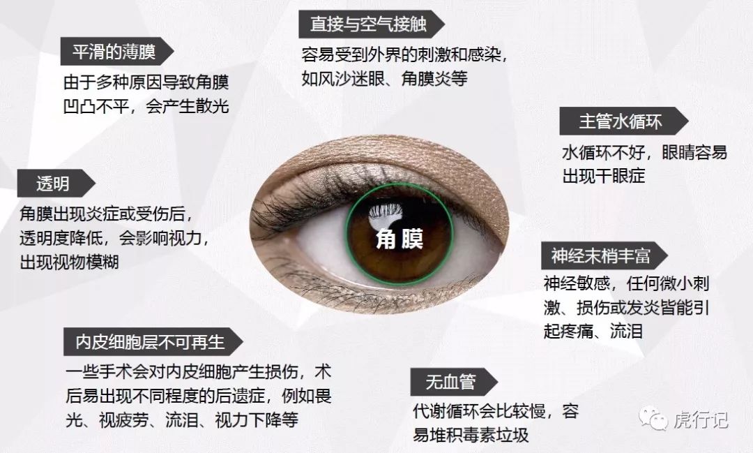 眼球外部有一层透明膜,眼球的外膜中膜内膜分别包括什么