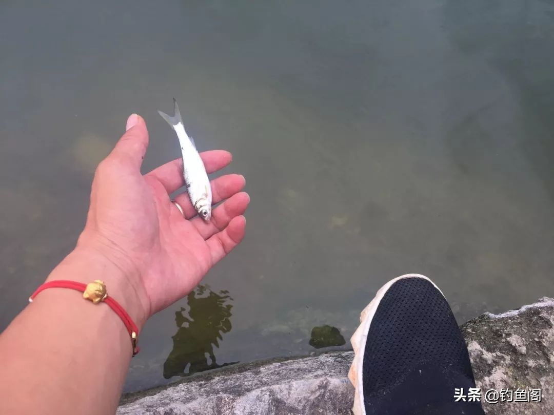 被倒刺钩钓过的鱼还能活吗,被翻板钩钓过的鱼能活吗