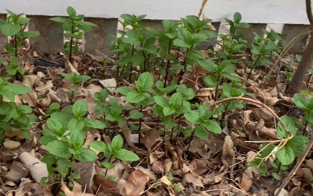 房顶长出杂草怎样消灭,墙里长出的草怎么清除