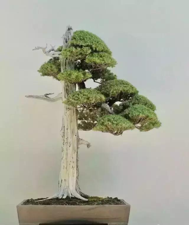 盆景的剪枝方法和技术,黑松盆景剪枝为什么不能一次到位