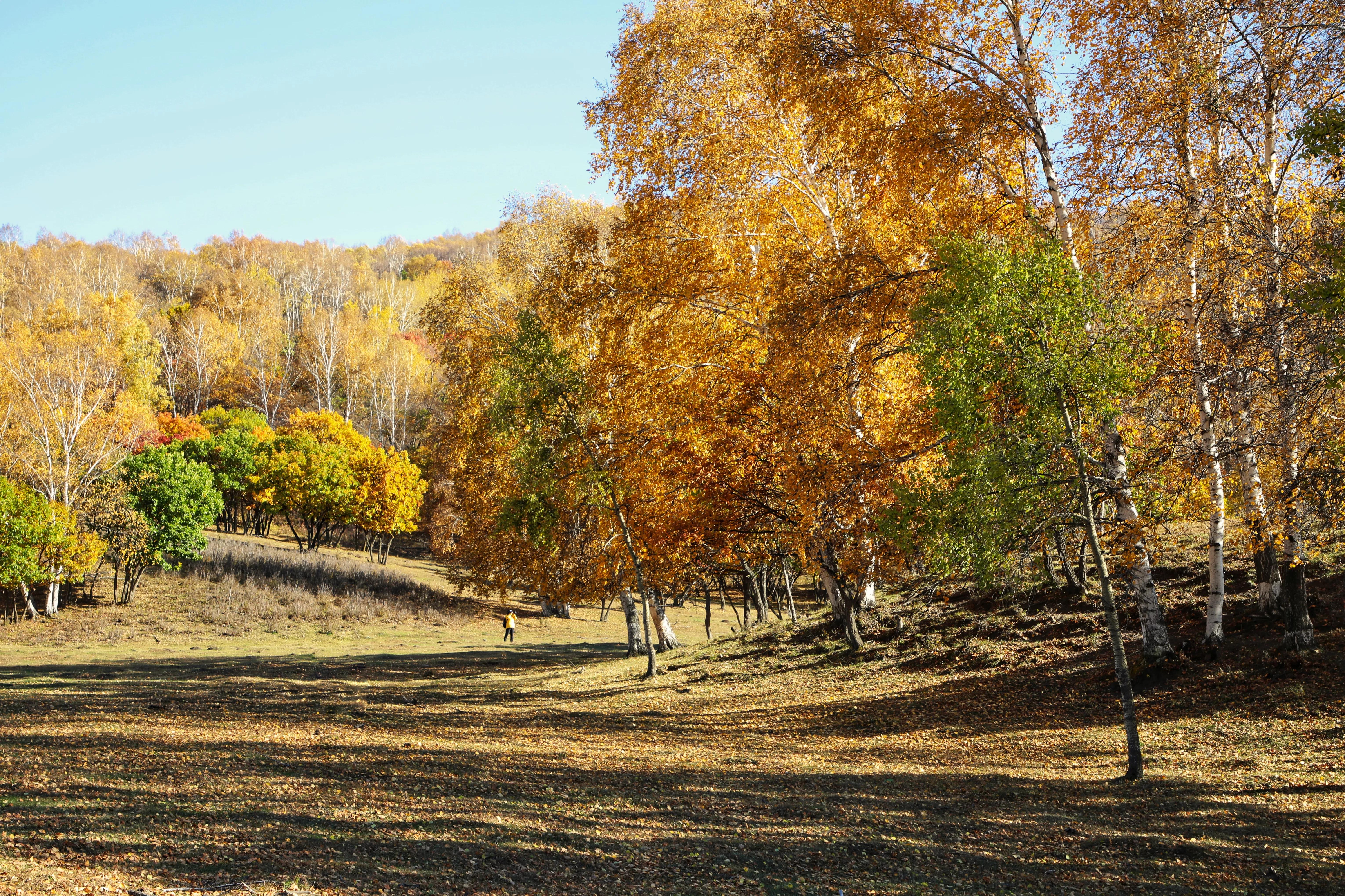 坝上秋色草原,坝上草原游记作文