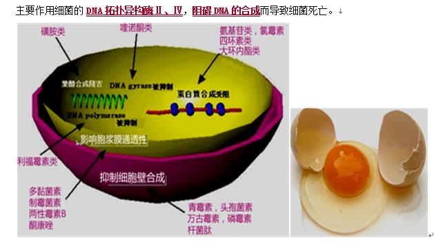 抗菌药物，氟喹诺酮类抗菌药物