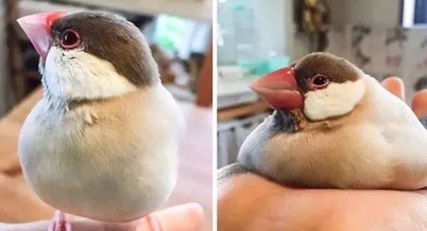 盘点各种呆萌生物,萌萌哒的动物图片大全