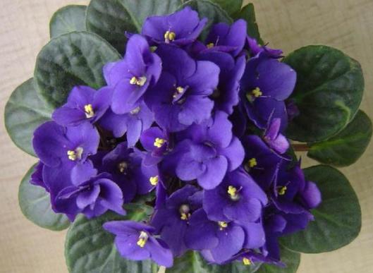 容易养的室内盆栽花教程,盆栽室内懒人花好养招财净化空气