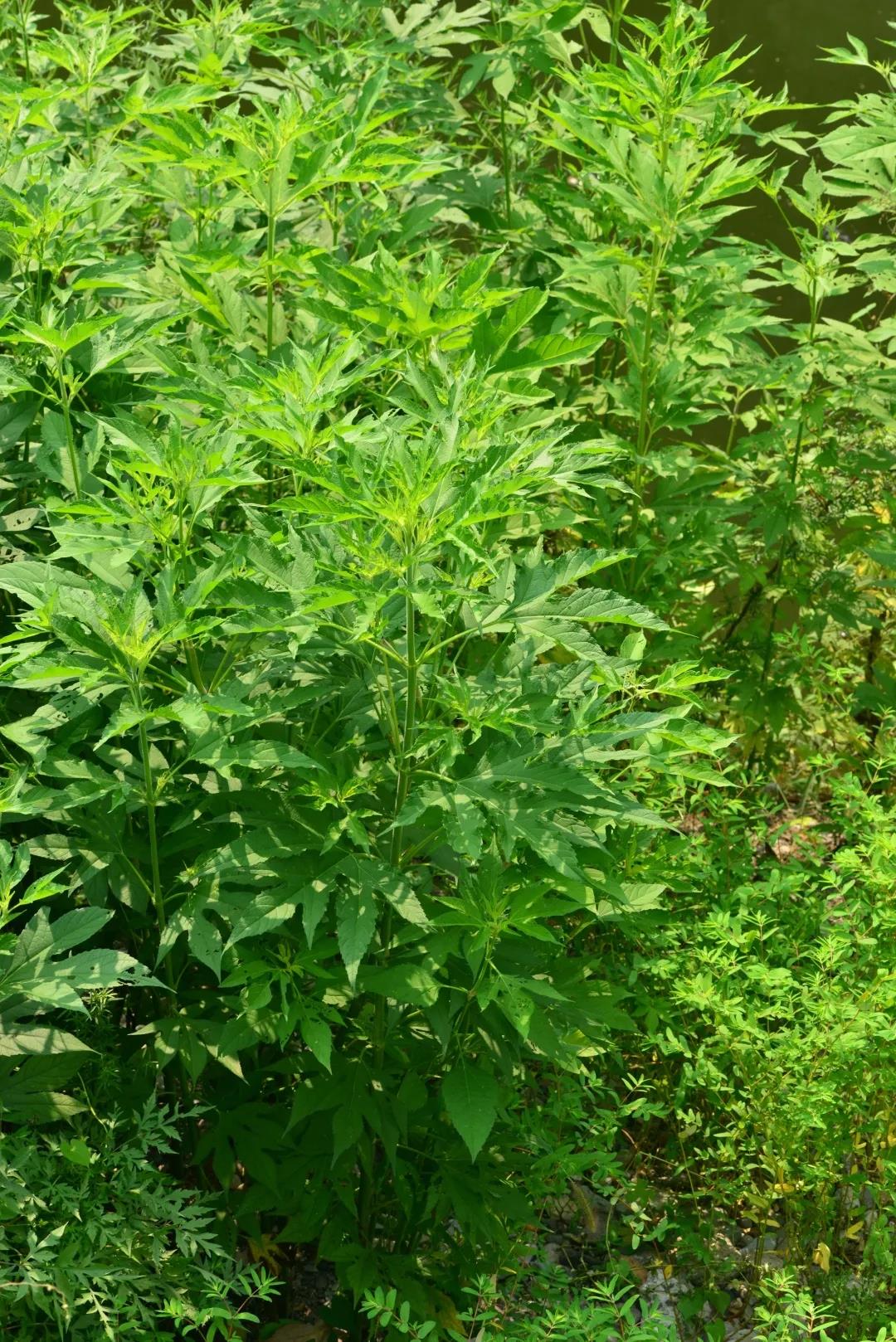 看花与哲学有什么关系？听听博物君刘华杰怎么说|荐展No.80