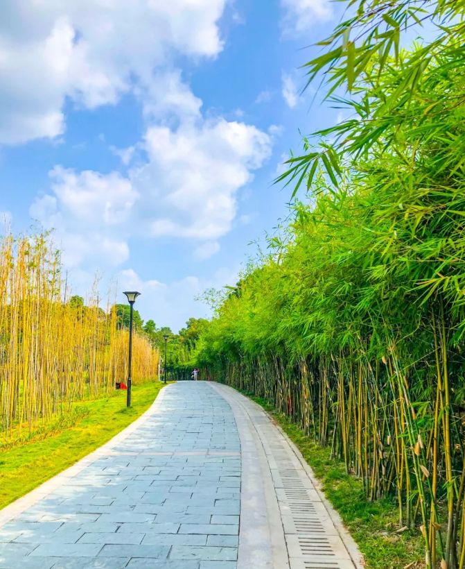 人少还免门票！深圳这片5000000㎡新公园美翻了，“神仙花谷”