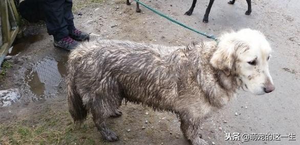 关于狗的秘密的纪录片,关于狗狗的7个秘密