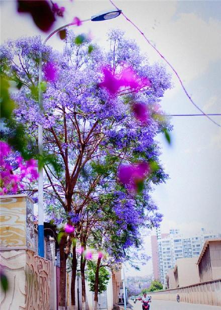 被大理丽江掩盖风头又怎样？它才是云南No.1！5月它太美了