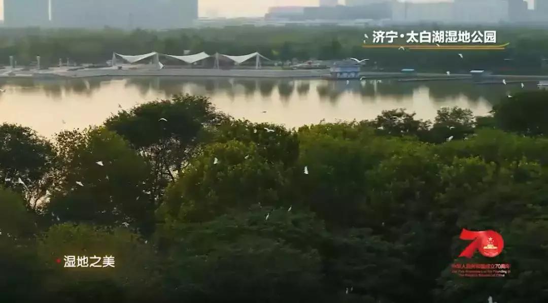 济宁任城湿地公园荷花,济宁莲花湿地