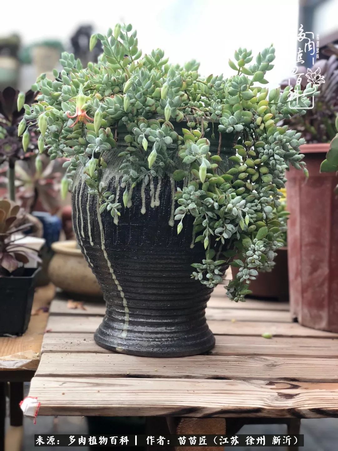 多肉之江湖：众肉友们，修仙渡劫几何了？