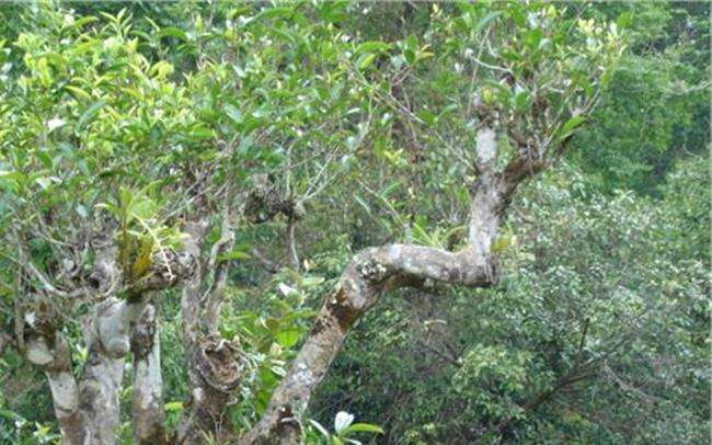 云南普洱茶区六大茶区,普洱茶茶区详细分布图