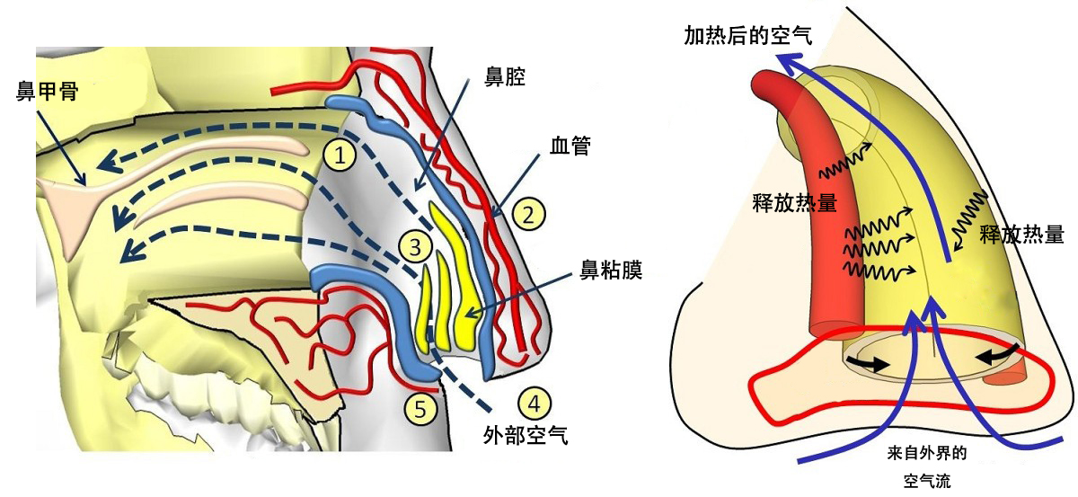 鼻子呼出的温度多少,鼻子呼出气体温度高