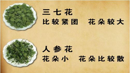 三七花的区别图,三七花怎么分辨真假