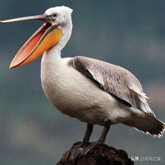 卷羽鹈鹕图片,卷羽鹈鹕是珍稀动物吗