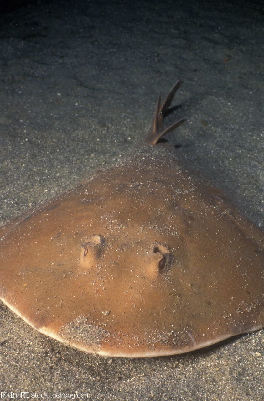 海洋十大巨齿鲨排名,海洋十大杀手