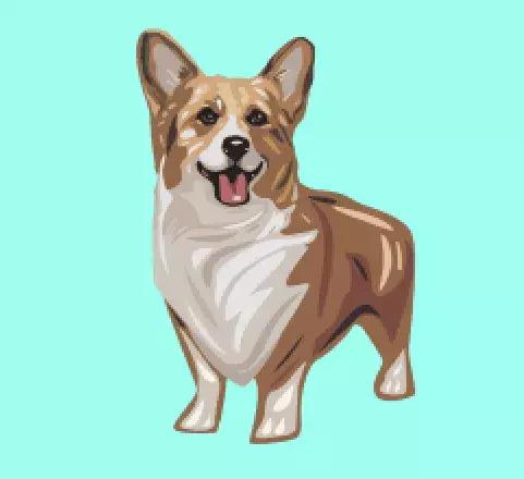 男子花4000块买柯基犬,小伙花12000买柯基犬