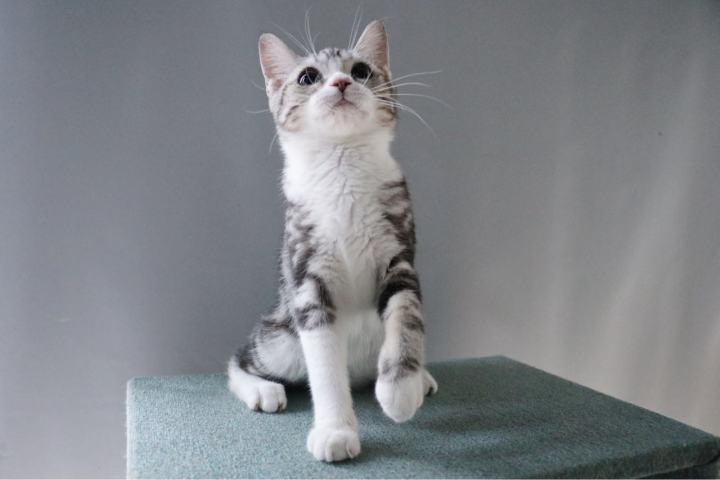 一直不太聪明的美国短毛猫,美国短毛猫的外貌相关数据