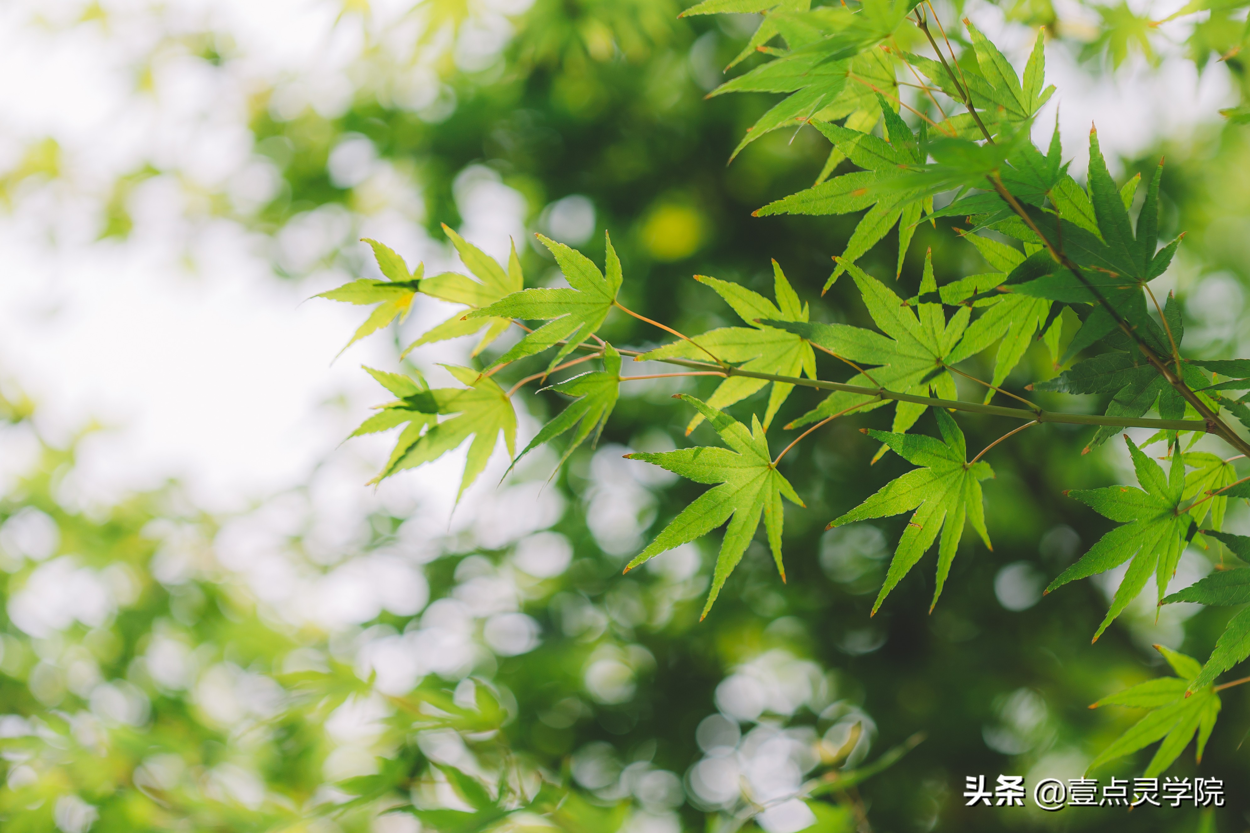 来访者为中心疗法专家戴维得·J·克恩博士对露丝的分析【一】