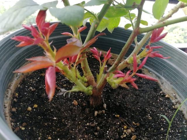 花卉晒伤了怎么处理,绿植晒太阳晒伤了怎么办