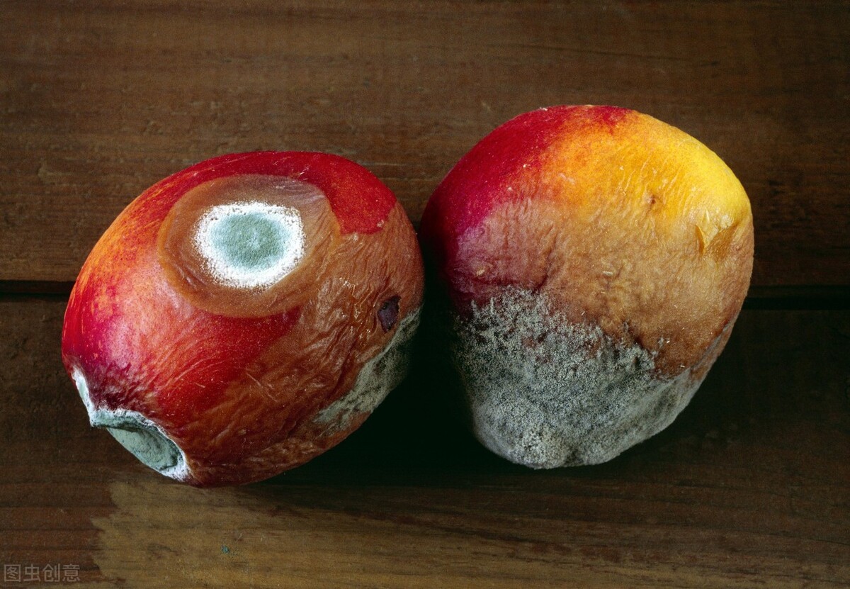 闻发霉的米饭会得霉菌性肺炎吗,发霉的果蔬馒头