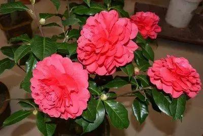 100种花的花语以及送花礼仪分享,100种花的名字和图片带花语