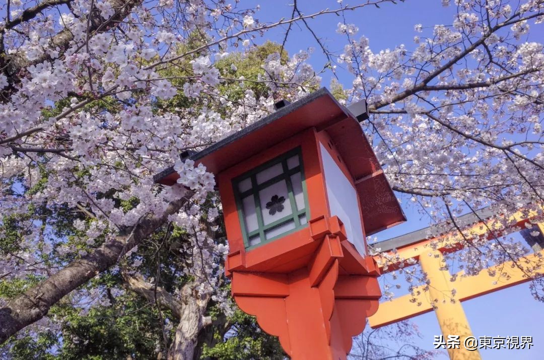 我在京都,攒下一整个春日的绝美樱色送给你。