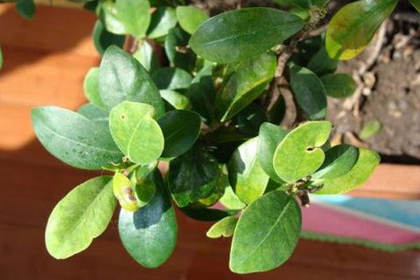 榕树换盆后叶子发黄掉叶怎么办,三层榕树叶子发黄脱落是什么原因