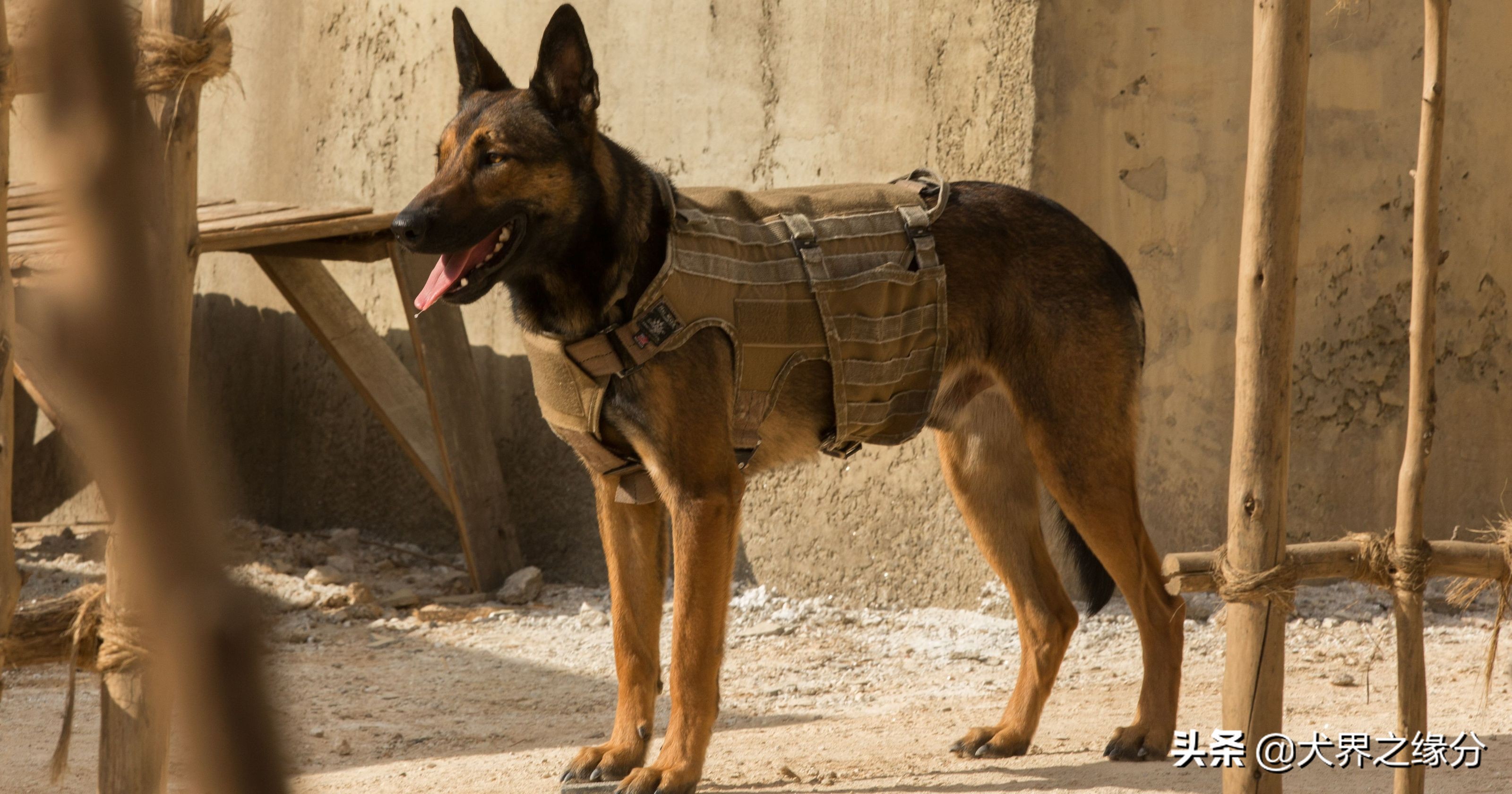 马犬如何训练,马犬基本训练方法